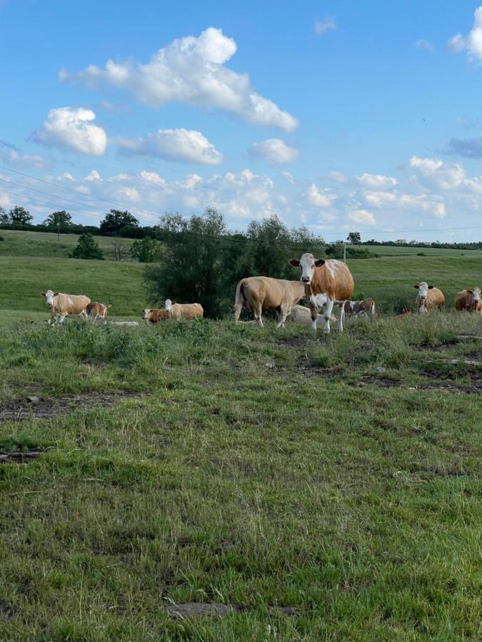 Naturnahes, Neu Moebl.Apartment, Hundefreundlich Neu Gaarz Экстерьер фото